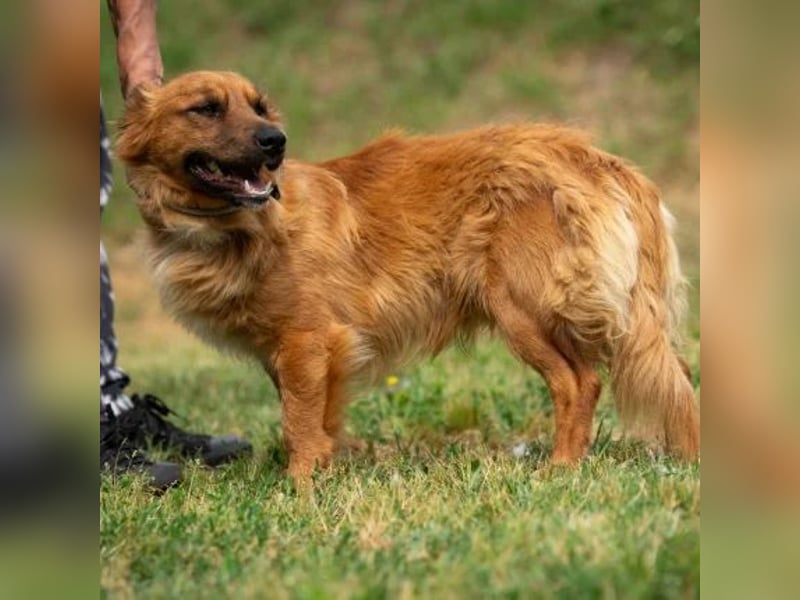 Fenrir