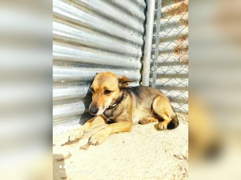 Notfall Leon-6 Jahre imTierheim
