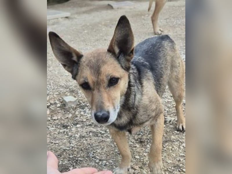 Notfall Leon-6 Jahre imTierheim