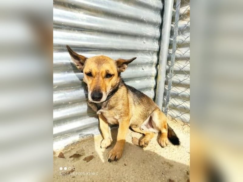 Notfall Leon-6 Jahre imTierheim