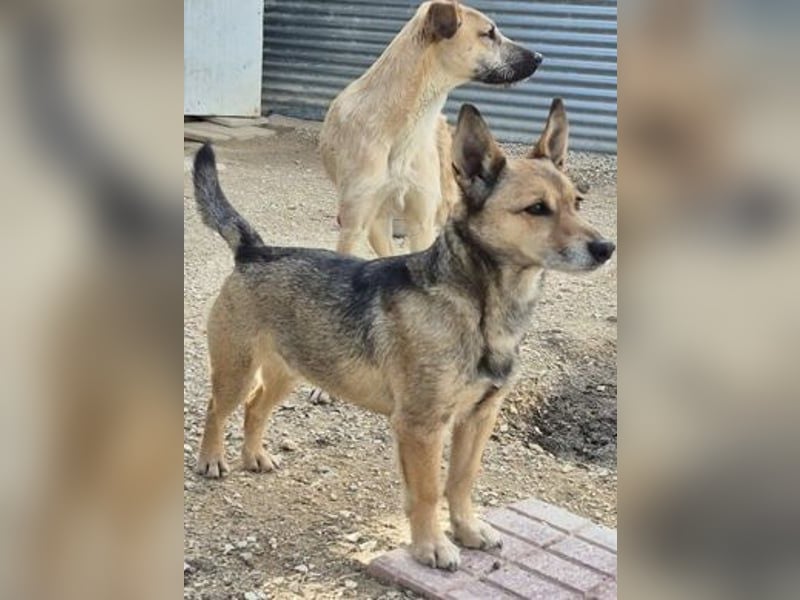 Notfall Leon-6 Jahre imTierheim
