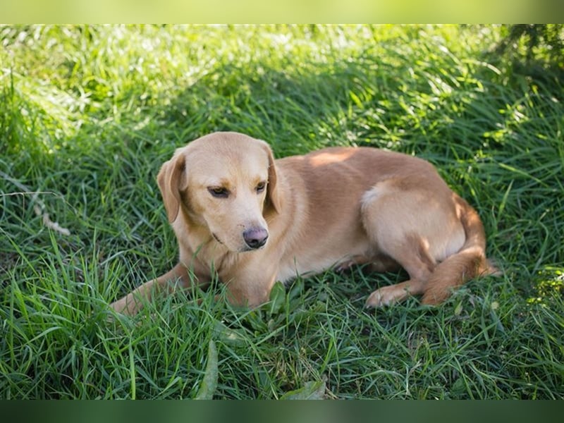 Chip-Nr. 212405 - der verspielte, liebe Hundemann träumt von einem eigenen Zuhause