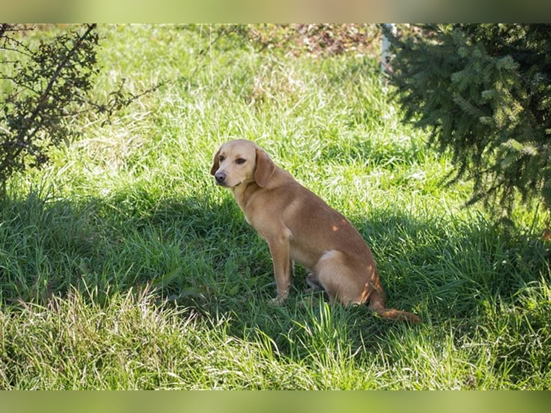 Chip-Nr. 212405 - der verspielte, liebe Hundemann träumt von einem eigenen Zuhause
