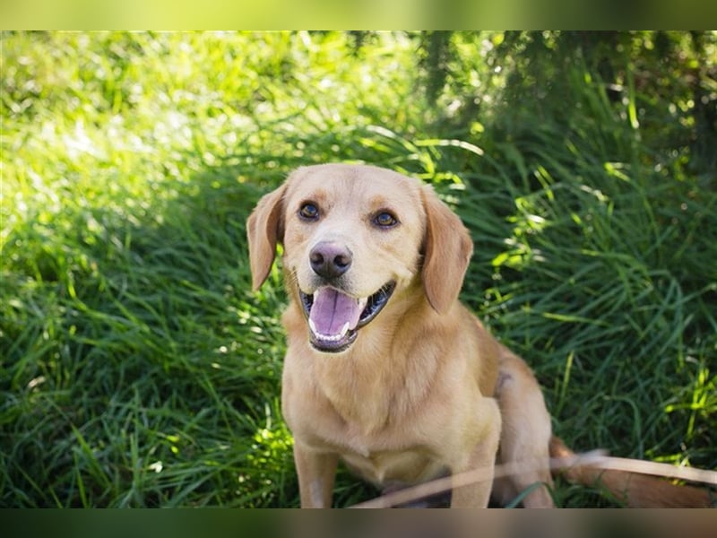 Chip-Nr. 212405 - der verspielte, liebe Hundemann träumt von einem eigenen Zuhause
