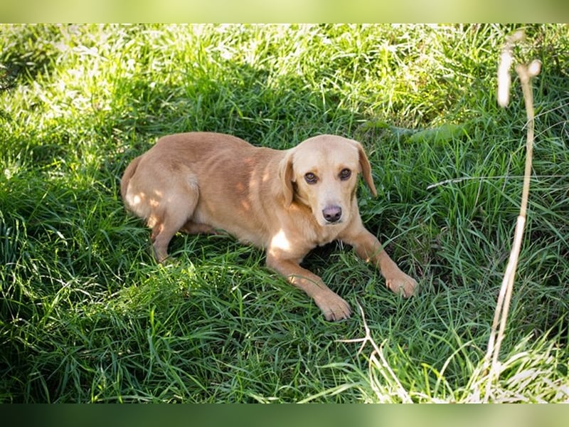 Chip-Nr. 212405 - der verspielte, liebe Hundemann träumt von einem eigenen Zuhause