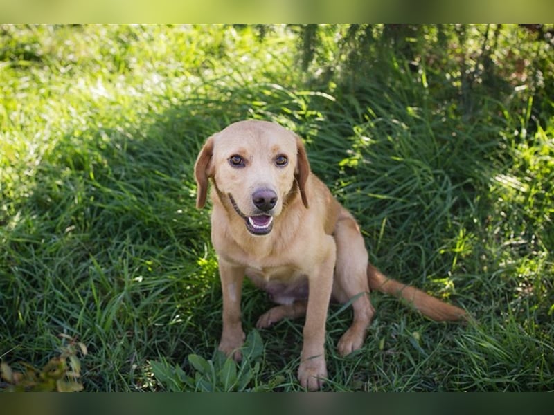 Chip-Nr. 212405 - der verspielte, liebe Hundemann träumt von einem eigenen Zuhause