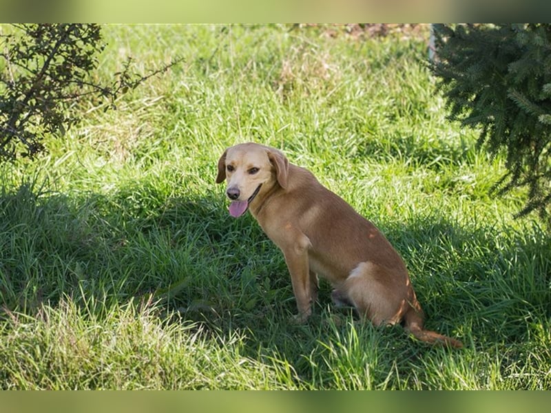 Chip-Nr. 212405 - der verspielte, liebe Hundemann träumt von einem eigenen Zuhause