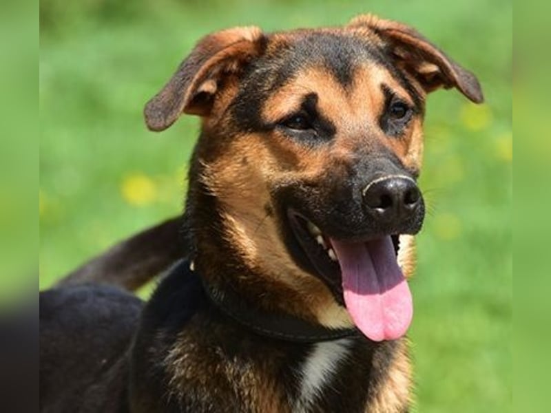 Balu S263 schließt Menschen schnell ins Herz