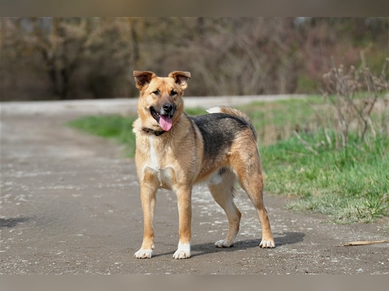 Alvin S122 hat einen tollen Charakter