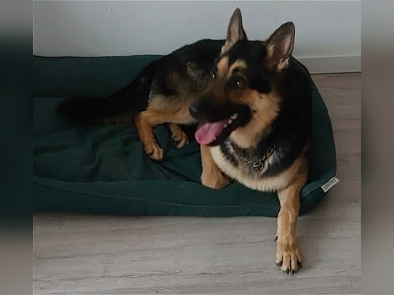 Leo S220 ist ein schlauer Kerl