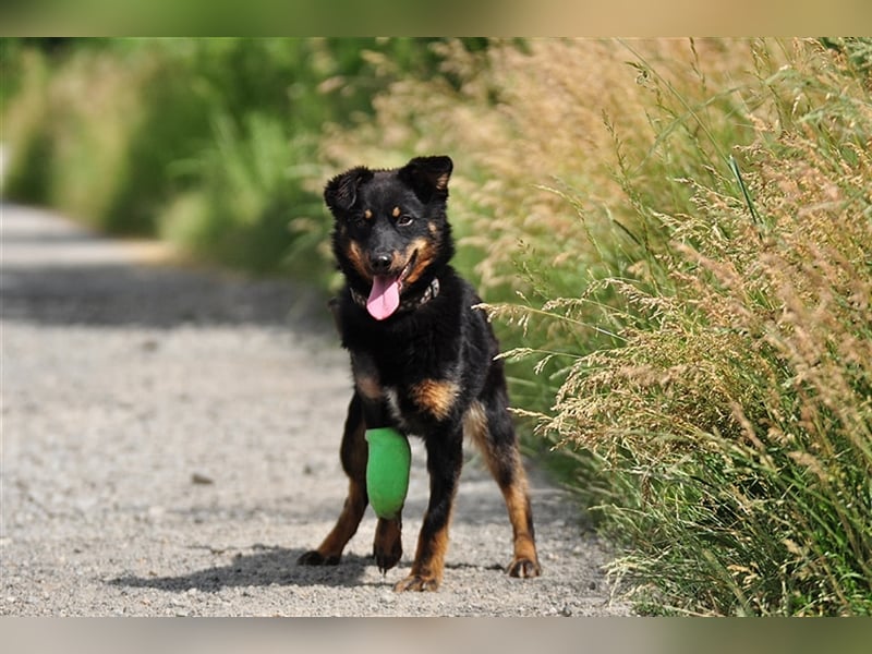 Filipko ist ein fleißiger Hund