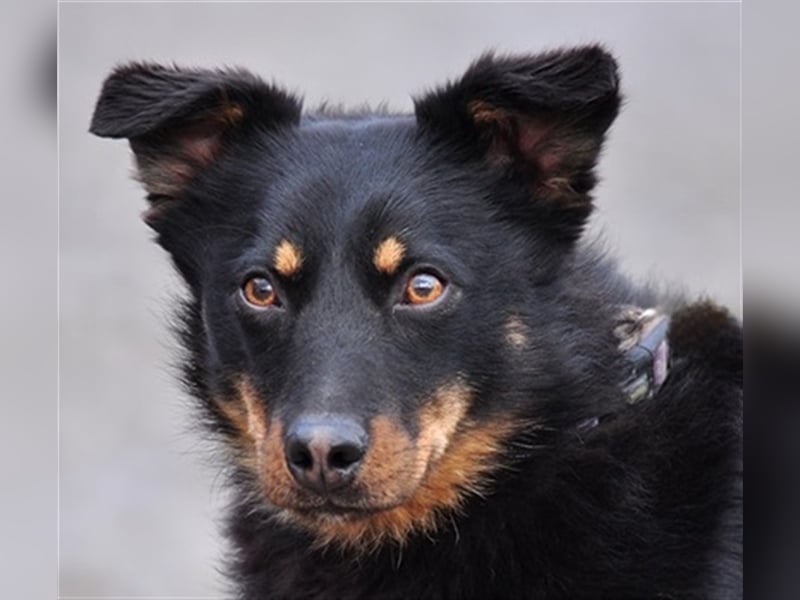 Filipko ist ein fleißiger Hund