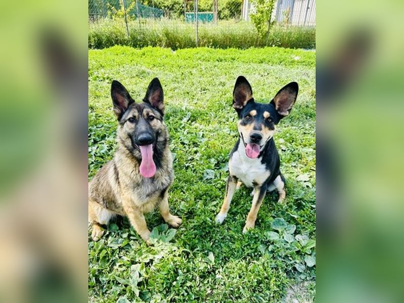 Mio ist verspielt und gelehrig