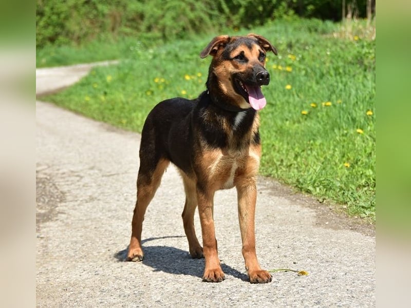 Balu S263 schließt Menschen schnell ins Herz