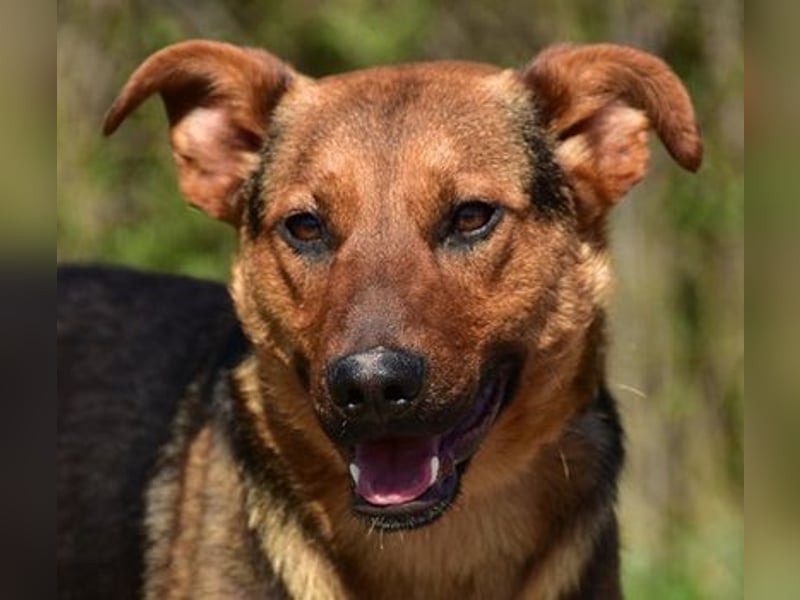 Bobko ist ein entspannter, lieber Hund