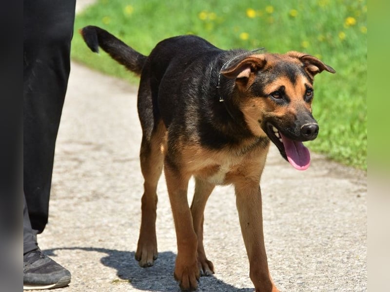 Balu S263 schließt Menschen schnell ins Herz