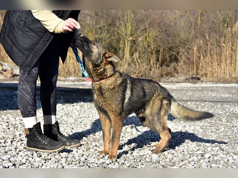 Hektor C54 liebt sportliche Aktivitäten
