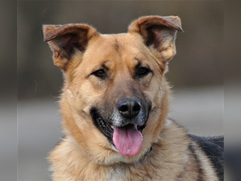 Alvin S122 hat einen tollen Charakter
