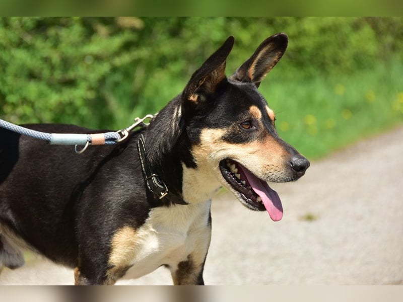 Mio ist verspielt und gelehrig