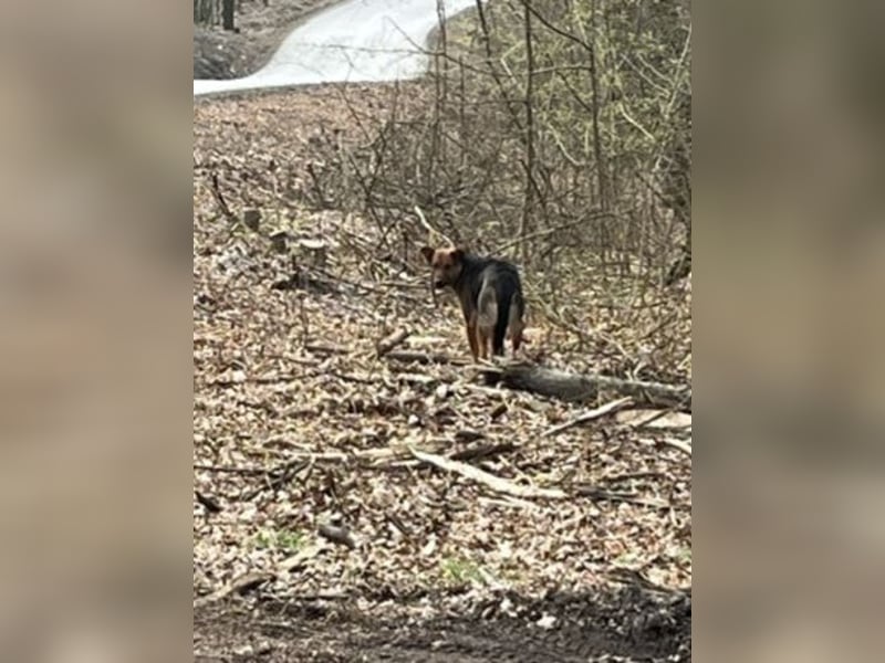 Bobko ist ein entspannter, lieber Hund