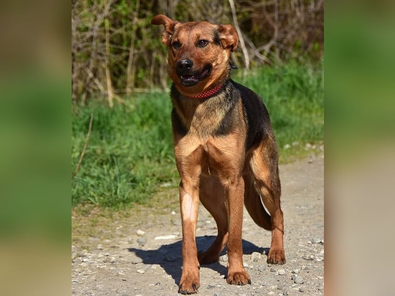 Bobko ist ein entspannter, lieber Hund