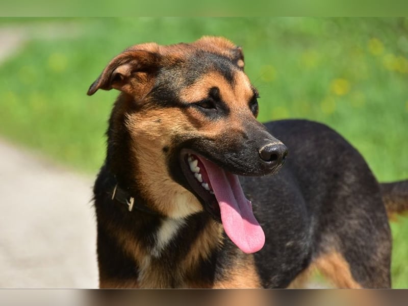 Balu S263 schließt Menschen schnell ins Herz