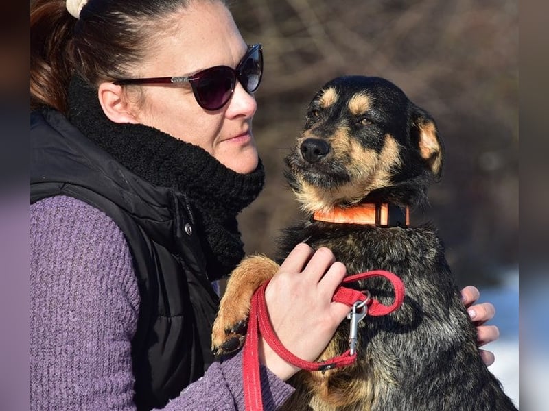 Elvis Y140 ist ein verspielter Hundebub