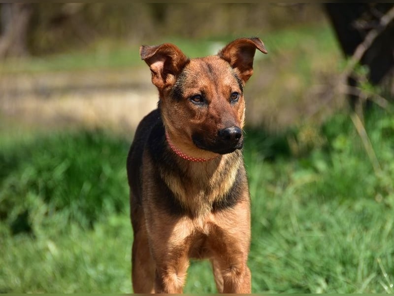 Bobko ist ein entspannter, lieber Hund