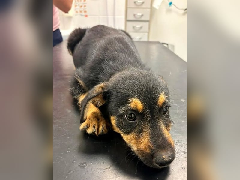 Elvis Y140 ist ein verspielter Hundebub