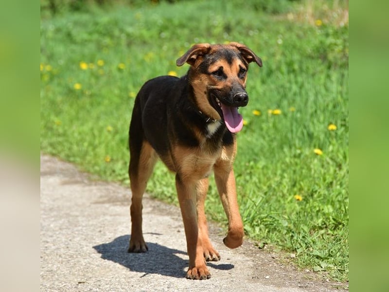 Balu S263 schließt Menschen schnell ins Herz