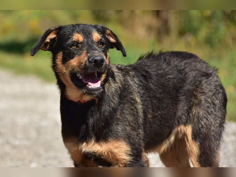Elvis Y140 ist ein verspielter Hundebub