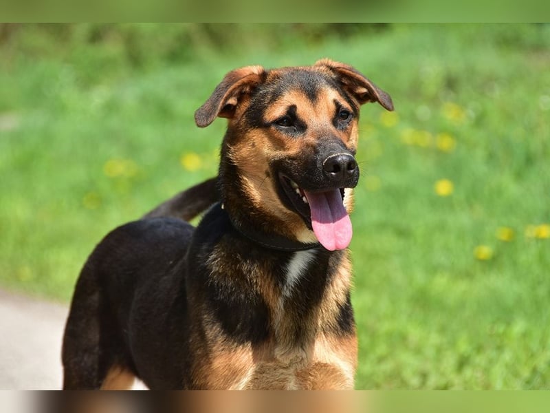 Balu S263 schließt Menschen schnell ins Herz