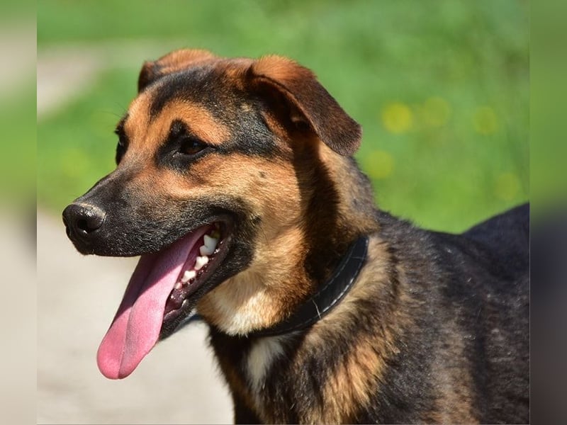 Balu S263 schließt Menschen schnell ins Herz