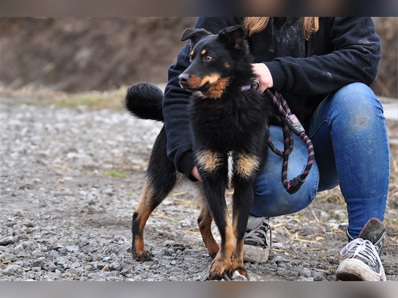 Filipko ist ein fleißiger Hund