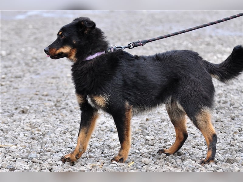 Filipko ist ein fleißiger Hund
