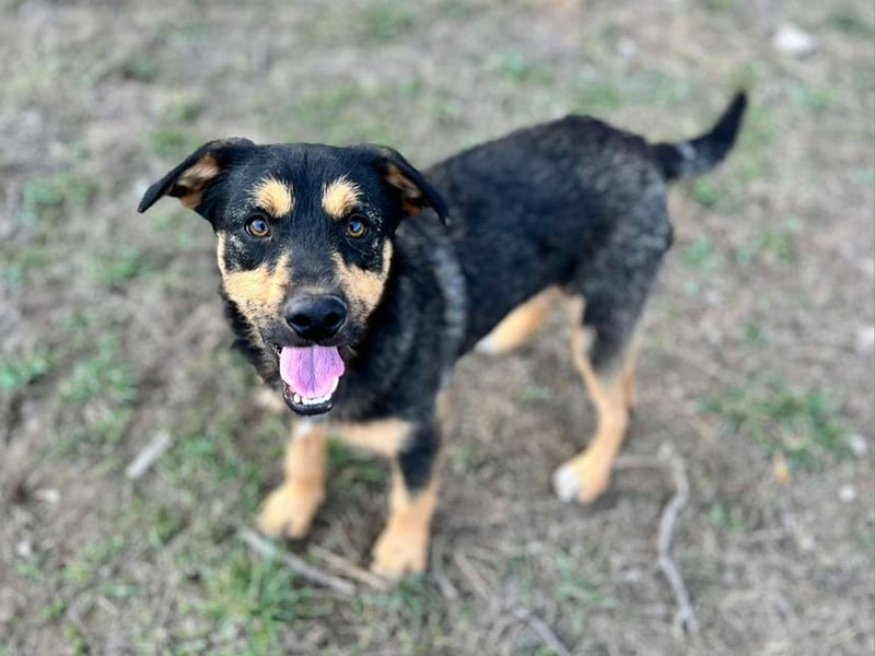 Elvis Y140 ist ein verspielter Hundebub