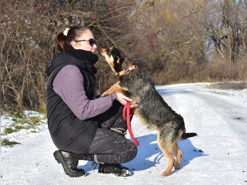 Elvis Y140 ist ein verspielter Hundebub