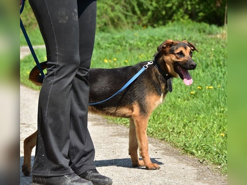 Balu S263 schließt Menschen schnell ins Herz
