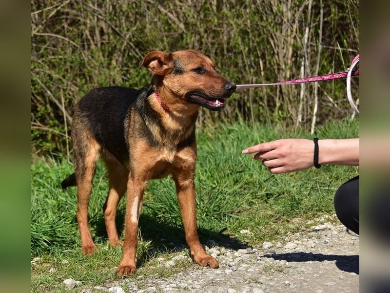 Bobko ist ein entspannter, lieber Hund