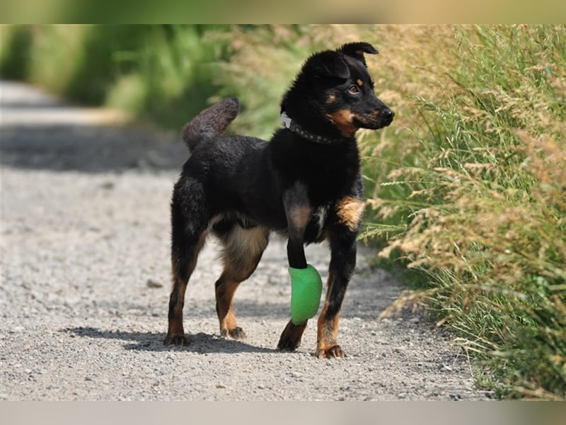 Filipko ist ein fleißiger Hund