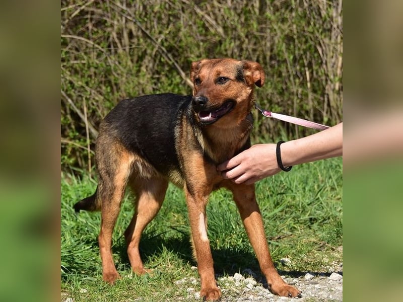 Bobko ist ein entspannter, lieber Hund