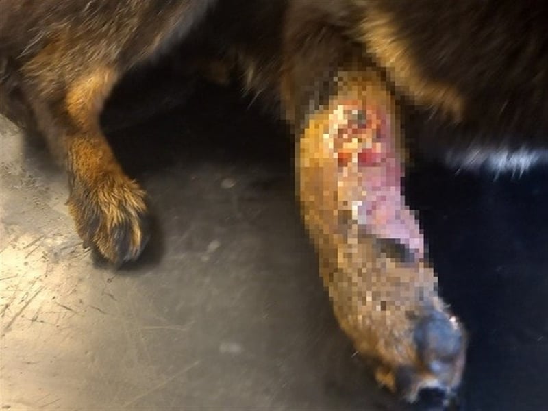 Filipko ist ein fleißiger Hund