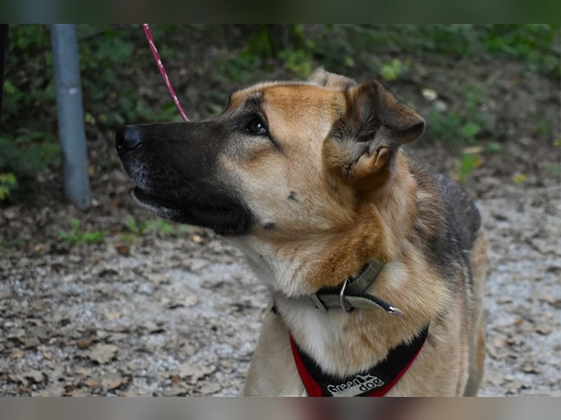 Alvin S122 hat einen tollen Charakter