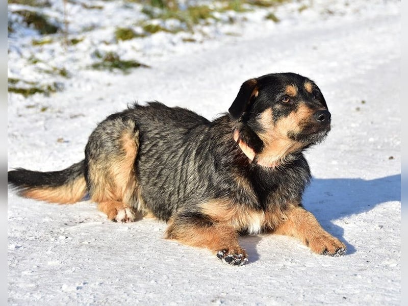 Elvis Y140 ist ein verspielter Hundebub
