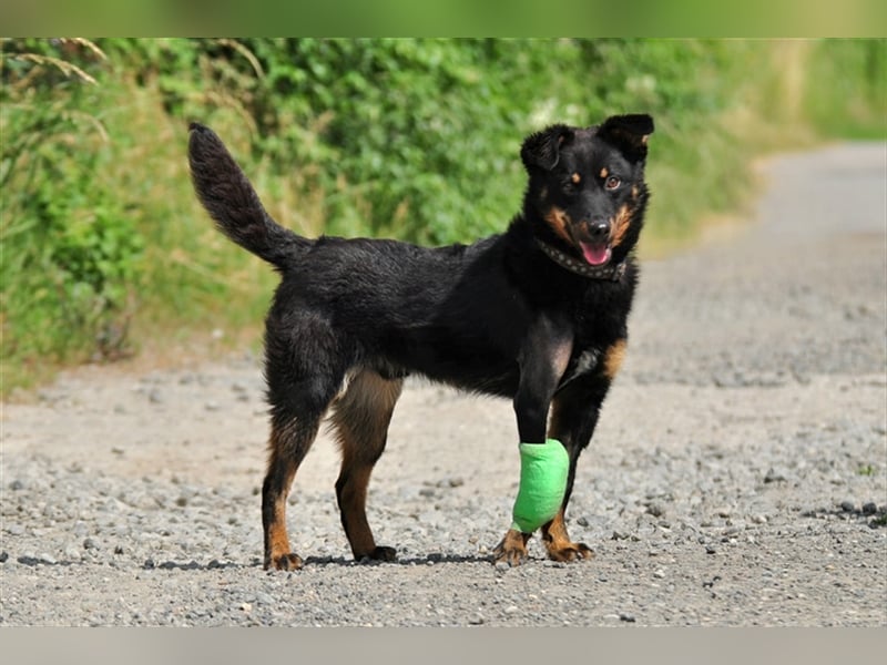 Filipko ist ein fleißiger Hund