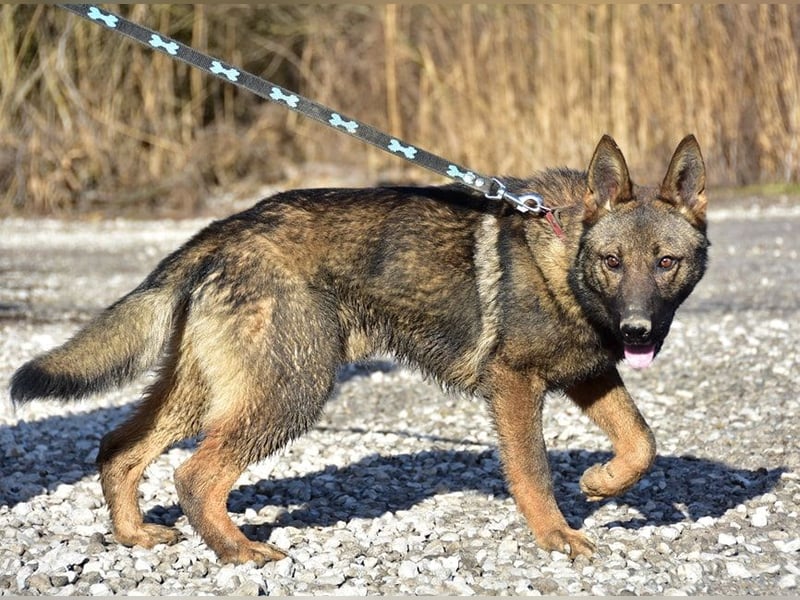 Hektor C54 liebt sportliche Aktivitäten