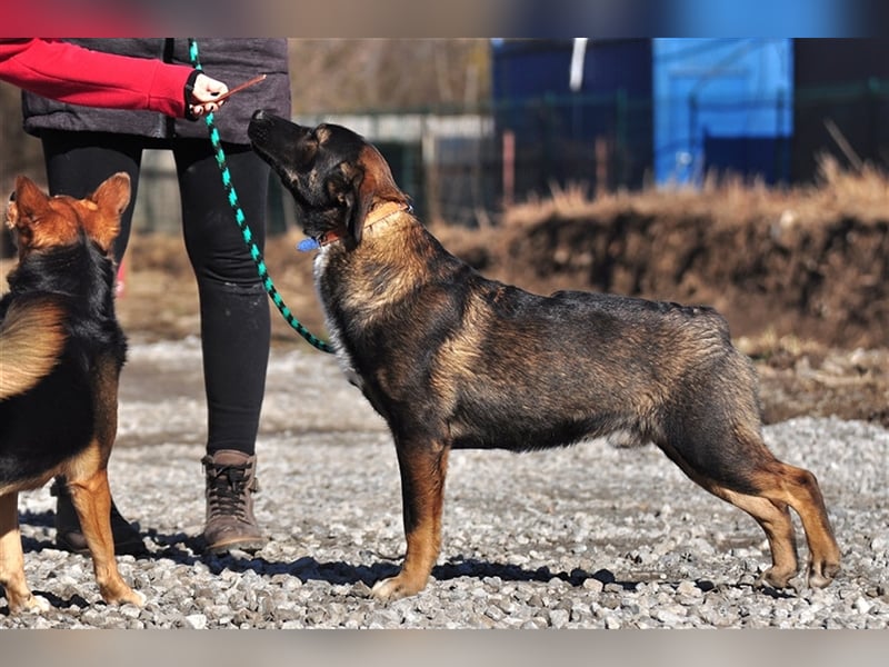 Fogy möchte ein toller Begleiter werden