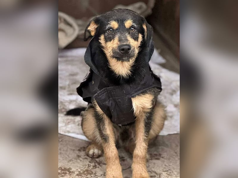 Elvis Y140 ist ein verspielter Hundebub