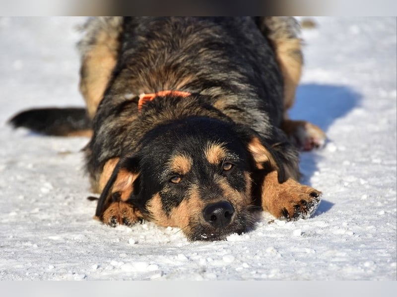 Elvis Y140 ist ein verspielter Hundebub