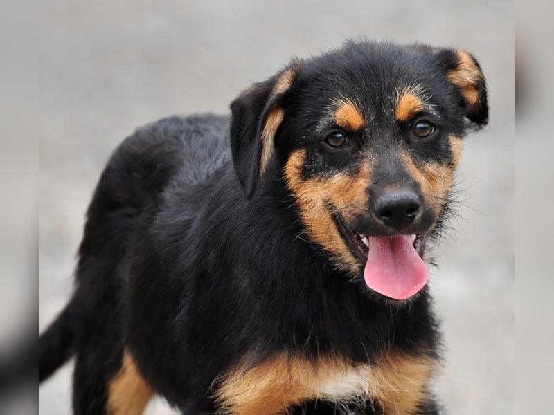 Elvis Y140 ist ein verspielter Hundebub